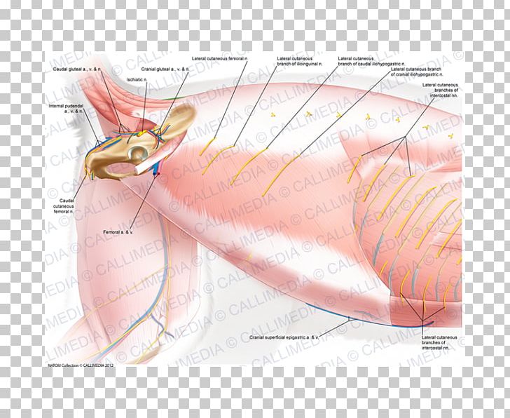 Krill Muscle Nerve Stomach PNG, Clipart, Animated Cartoon, Ear, Fauna, Fish, Flesh Free PNG Download
