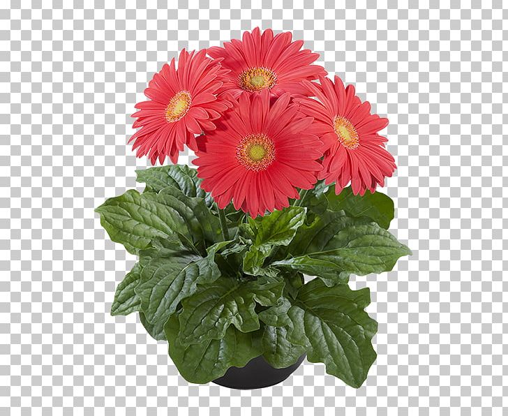 Transvaal Daisy Cut Flowers Chrysanthemum Plant Super Serie PNG, Clipart, Annual Plant, Chrysanthemum, Chrysanths, Climate, Color Free PNG Download