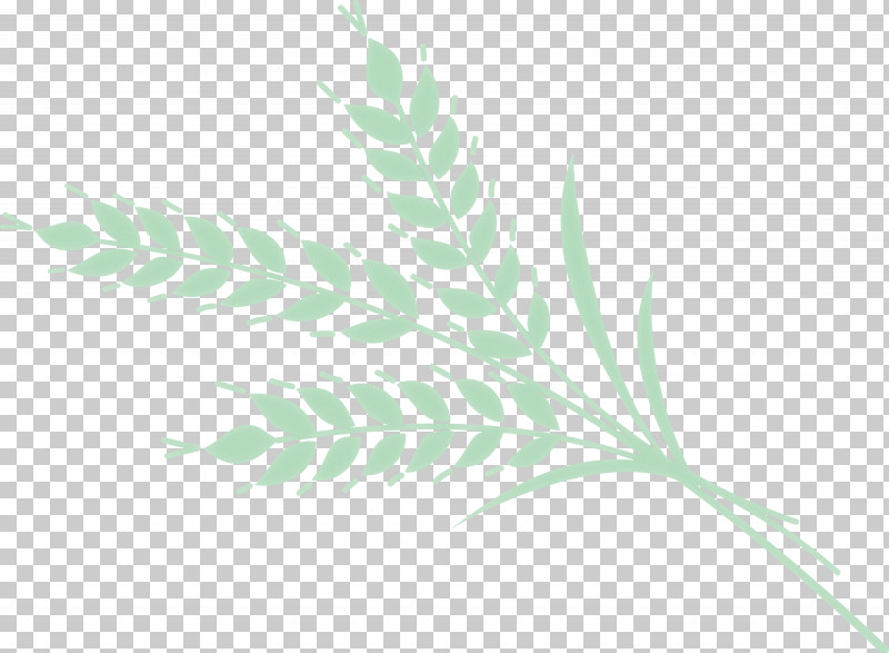 Leaf Plant Stem Grasses Petal Tree PNG, Clipart, Biology, Branch, Flower, Grass, Grasses Free PNG Download