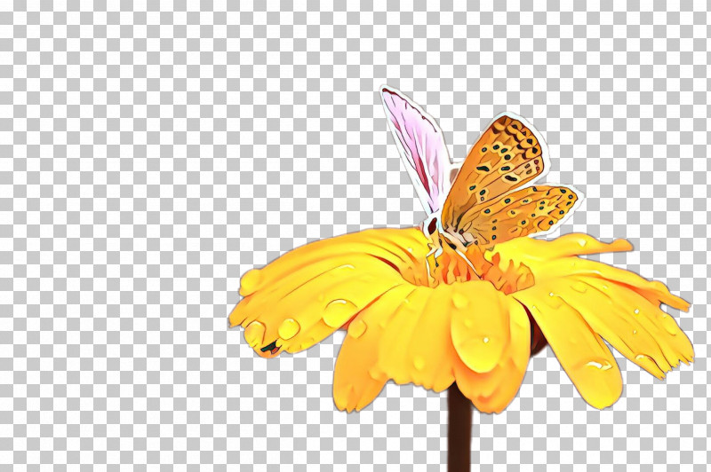 Orange PNG, Clipart, Butterfly, Cynthia Subgenus, Flower, Insect, Moths And Butterflies Free PNG Download