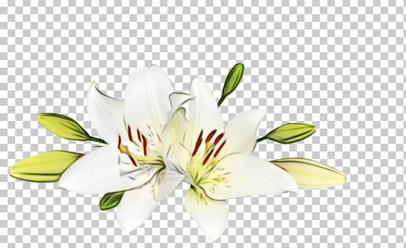 Flower Lily Plant Petal Yellow PNG, Clipart, Cut Flowers, Flower, Lily, Lily Family, Magnolia Free PNG Download