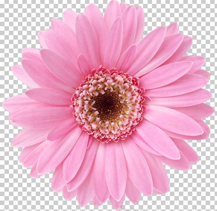 Flower Bouquet Desktop Display Resolution Floral Design PNG, Clipart, Annual Plant, Aster, Asterales, Blume, Chrysanths Free PNG Download