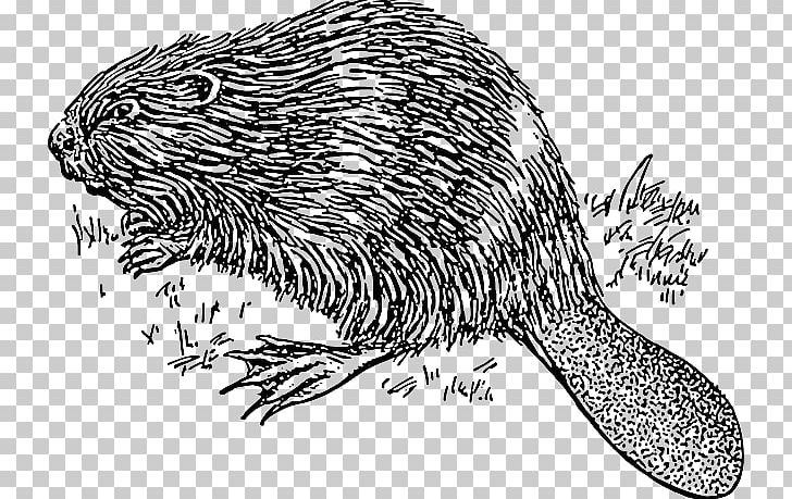 Platypus Open Vertebrate Drawing PNG, Clipart, Animal, Beaver, Black And White, Carnivoran, Computer Icons Free PNG Download