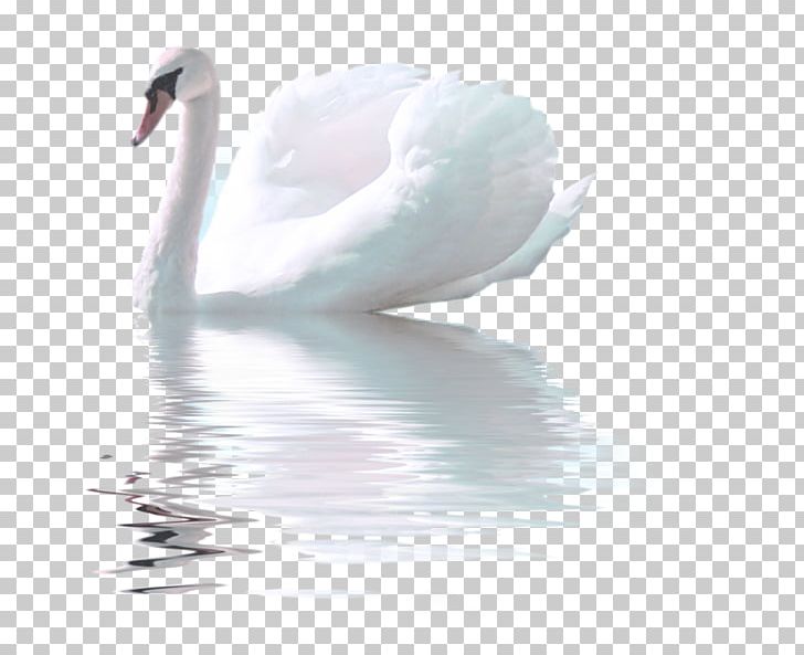 Mute Swan Bird Goose Tundra Swan PNG, Clipart, Animals, Background White, Beak, Black White, Computer Wallpaper Free PNG Download