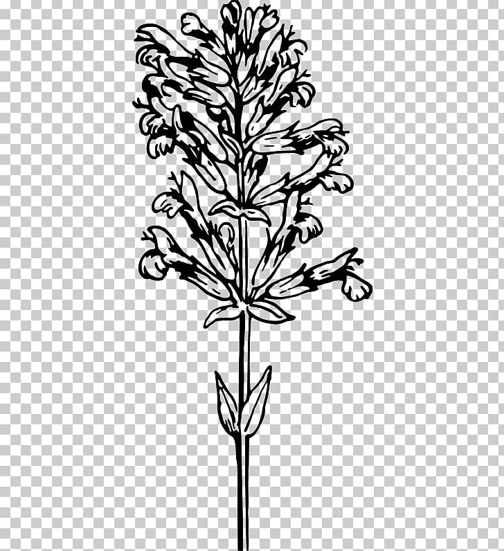 Twig Medicinal Plants Herb PNG, Clipart, Black And White, Branch, Common Sage, Droide, Flora Free PNG Download