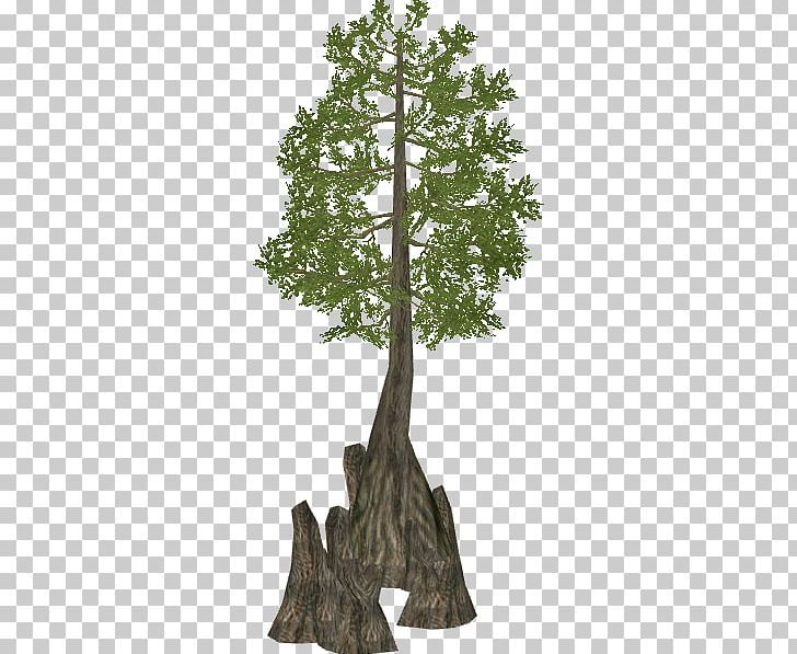 Zoo Tycoon 2 Mediterranean Cypress Bald Cypress Tree Wiki PNG, Clipart,  Bald Cypress, Bonsai, Branch, Cupressus,