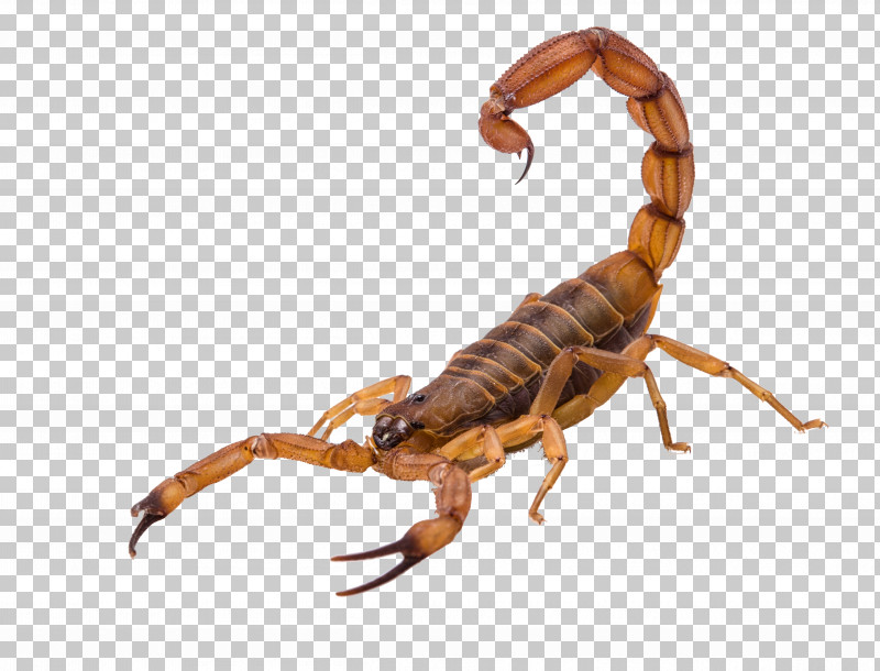 Insect Scorpion Earwigs Pest Arachnid PNG, Clipart, Arachnid, Earwigs, Insect, Pest, Scorpion Free PNG Download