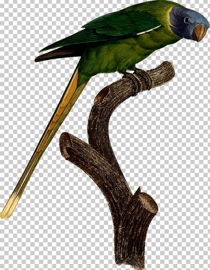 Bird Budgerigar T-shirt True Parrot Parakeet PNG, Clipart, Animals, Beak, Bird, Budgerigar, Cap Free PNG Download
