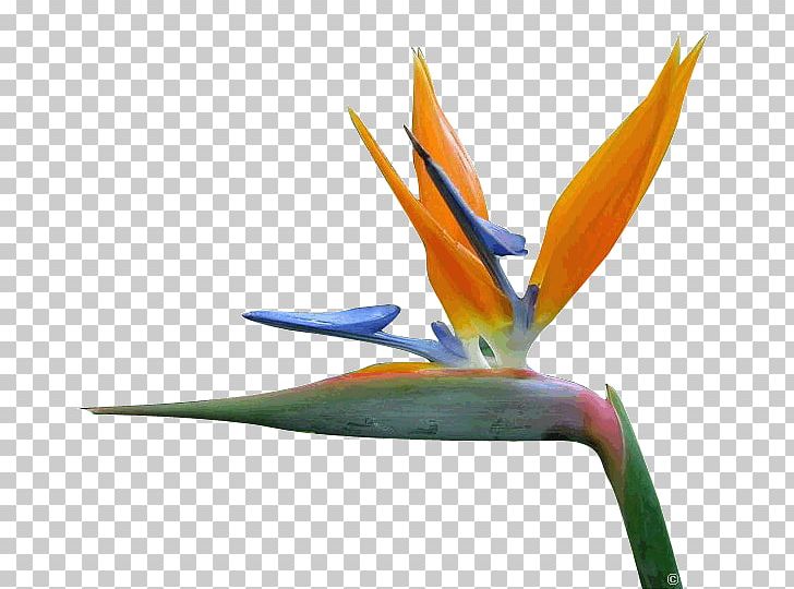 Bird Of Paradise Flower Petal Bird-of-paradise PNG, Clipart, Animals, Beak, Bird, Birdofparadise, Bird Of Paradise Flower Free PNG Download