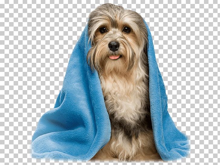 Dog Grooming Havanese Dog Pet Shop Veterinarian PNG, Clipart, Animal, Animal Shelter, Animal Welfare, Blanket, Carnivoran Free PNG Download
