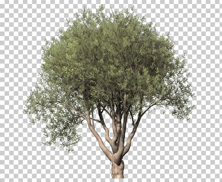 Drawing Trees Populus Alba Plant PNG, Clipart, Agac, Agac Resimleri, Branch, Clip Art, Cottonwood Free PNG Download