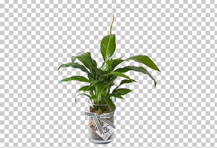 Houseplant Peace Lily Leaf Plant Stem PNG, Clipart, Cyclamen, Evergreen, Flower, Flowerpot, Flowers Free PNG Download