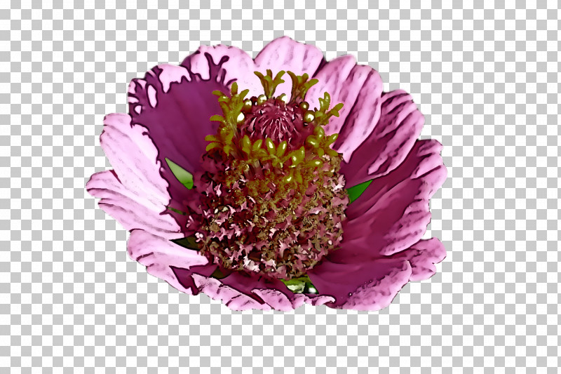 Lavender PNG, Clipart, Annual Plant, Aster, Biology, Chrysanthemum, Cut Flowers Free PNG Download