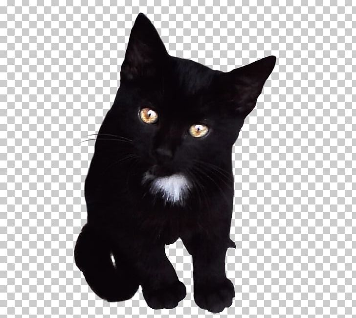 Bombay Cat Black Cat American Wirehair Kitten Domestic Short-haired Cat PNG, Clipart, Asian, Black, Black And White, Black Cat, Bombay Free PNG Download