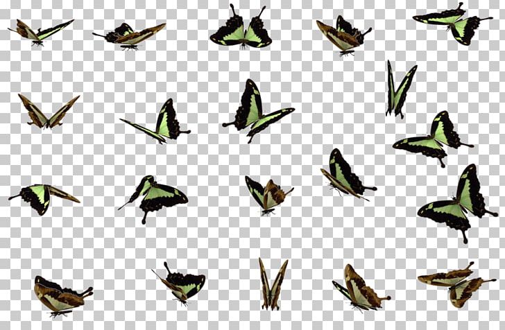 Butterfly Transparency And Translucency PNG, Clipart, Animals, Beak, Bird, Butterflies, Butterfly Free PNG Download