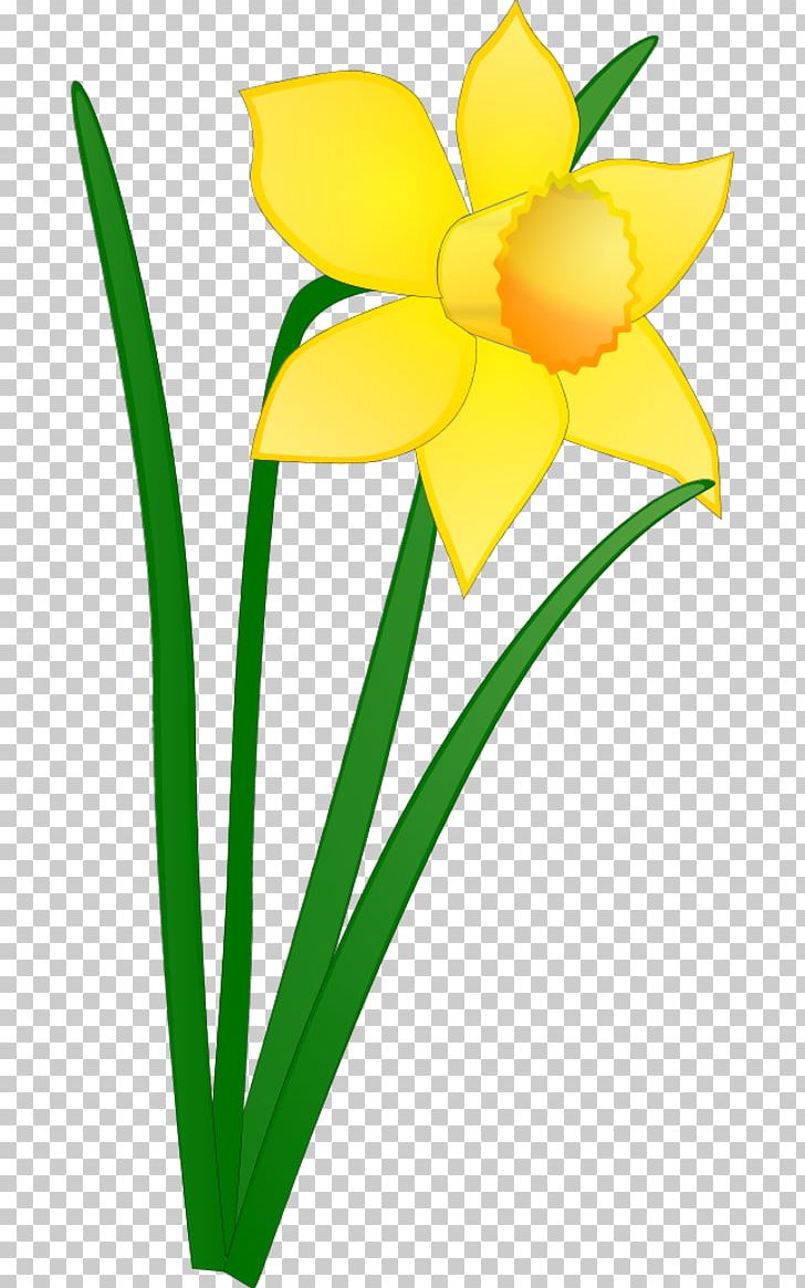 Daffodil Free Content Drawing PNG, Clipart, Artwork, Blog, Cut Flowers, Daffodil, Daffodil Pictures Free PNG Download