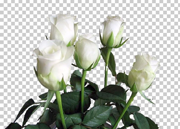 Garden Roses Birthday Valentine's Day White Rose Of York Cabbage Rose PNG, Clipart,  Free PNG Download