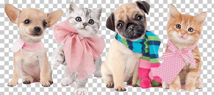 Kitten Chihuahua Puppy Zen Cart Dog Breed PNG, Clipart, Breed, Carnivoran, Cat, Cat Like Mammal, Chihuahua Free PNG Download