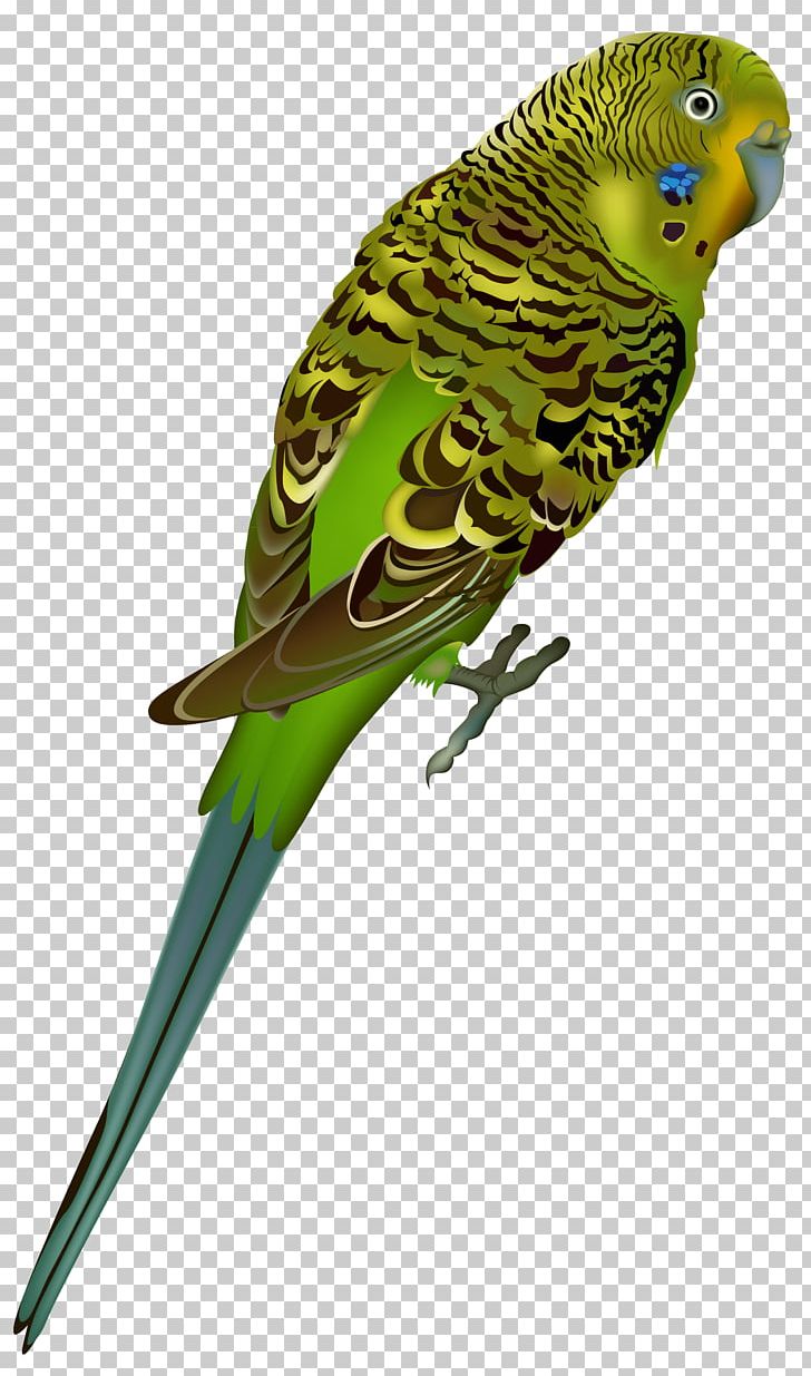 Birds PNG, Clipart, Birds Free PNG Download