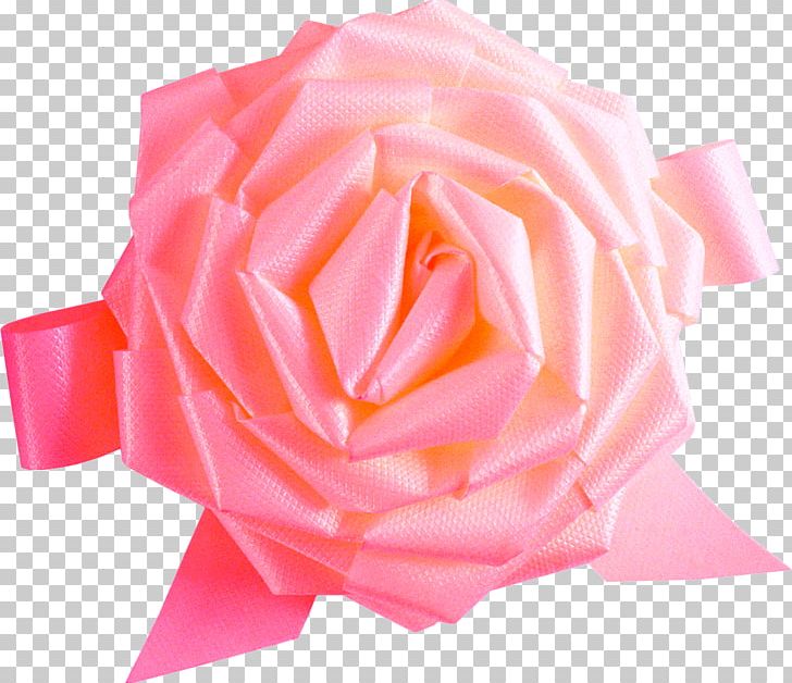 Garden Roses Beach Rose Baku Flower Festival PNG, Clipart, Color, Floral, Flower, Flowers, Flowers And Plants Free PNG Download