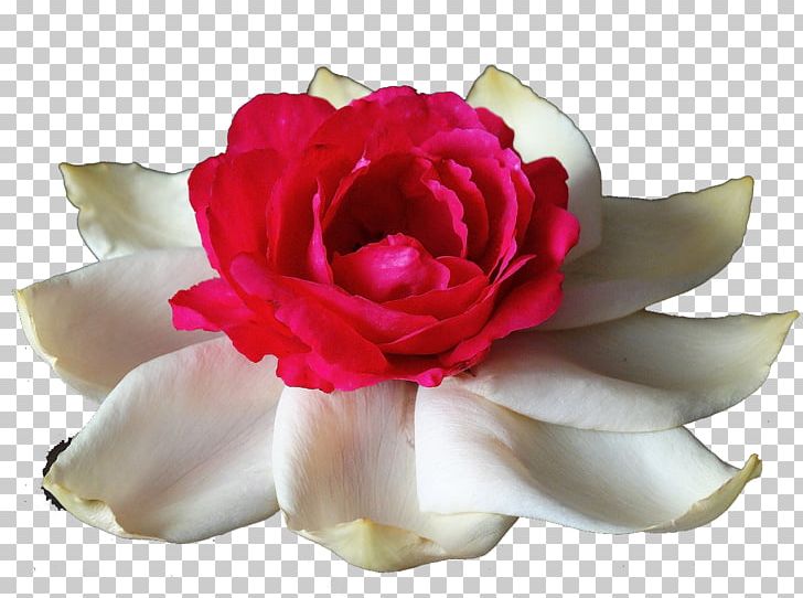 Garden Roses Centifolia Roses Rosa Chinensis Flower White PNG, Clipart, Artificial Flower, Centifolia Roses, Chinese, Chinese Rose, Floribunda Free PNG Download