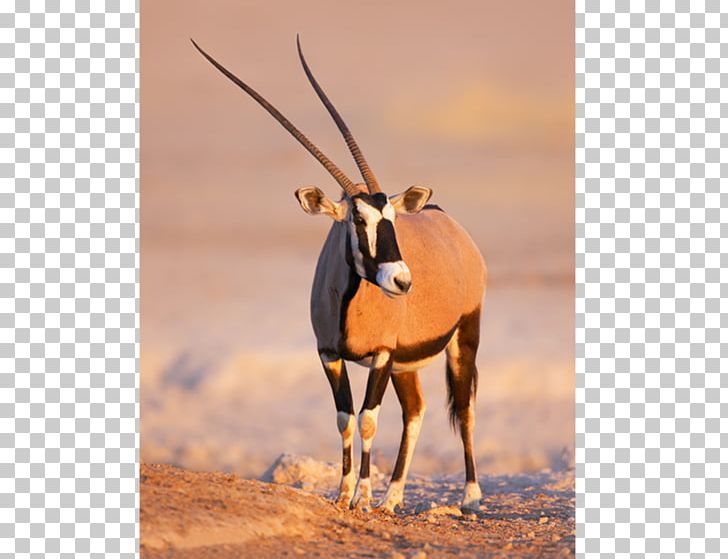 Gemsbok Namibia Springbok Gazelle Antelope PNG, Clipart, Antelope, Chair, Cow Goat Family, Fauna, Furniture Free PNG Download
