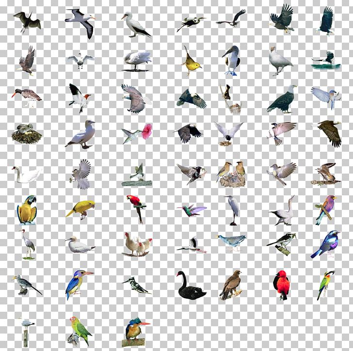 Bird Eurasian Magpie Set PNG, Clipart, All Kinds, Animal, Animals, Attitude, Bird Free PNG Download