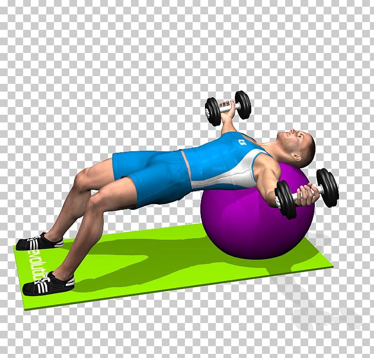 Medicine Balls Exercise Balls Fly Dumbbell PNG, Clipart, Arm, Balance, Ball, Bench, Bench Press Free PNG Download