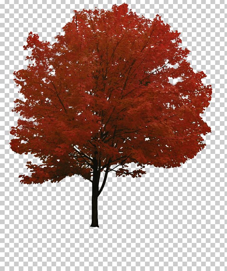 Red Maple Tree PNG, Clipart, Architectural Drawing, Architecture, Autumn, Cat, Diane Boone Free PNG Download