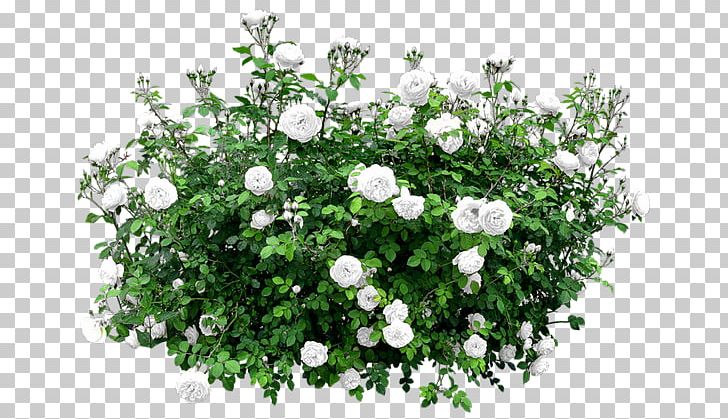 Shrub Flower Rose Tree PNG, Clipart, Annual Plant, Bellflower Family, Bellflowers, Cali, Flower Free PNG Download