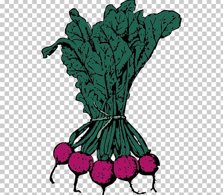 Beetroot Vegetable Sugar Beet PNG, Clipart, Beet, Beetroot, Beta, Chard, Common Beet Free PNG Download