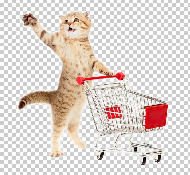 British Shorthair Kitten Cat Food Cat Training Is Easy! Stock Photography PNG, Clipart, Animals, British Shorthair, Cart, Cat, Cat Food Free PNG Download