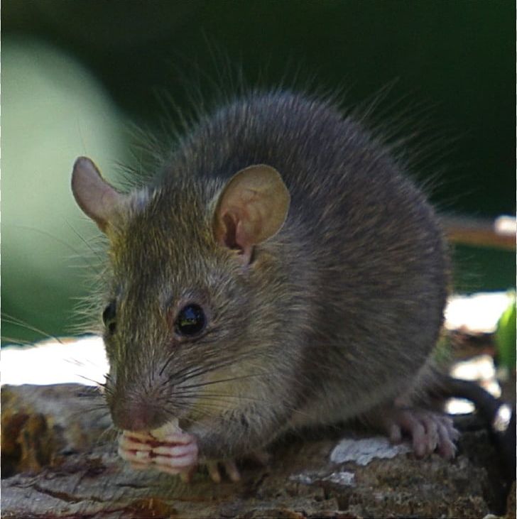 Brown Rat Mouse Black Rat Rodent Introduced Species PNG, Clipart, Animals, Biodiversity, Black Rat, Blacktailed Tree Rat, Brown Rat Free PNG Download