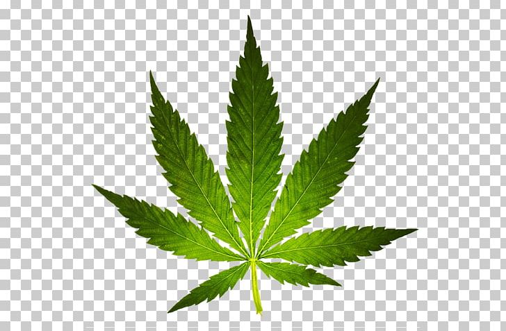 Cannabis Ruderalis Marijuana Cannabis Sativa Medical Cannabis PNG, Clipart, Cannabidiol, Cannabinoid, Cannabis, Cannabis Cultivation, Cannabis Ruderalis Free PNG Download