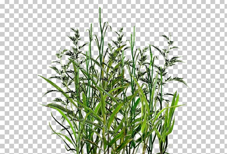 Herbaceous Plant PNG, Clipart, Commodity, Desktop Wallpaper, Flower, Grass, Grass Family Free PNG Download