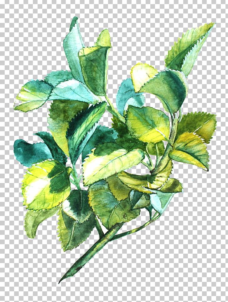 Leaf Plant Stem Flowerpot PNG, Clipart, Botanical, Branch, Branching, Flower, Flowerpot Free PNG Download