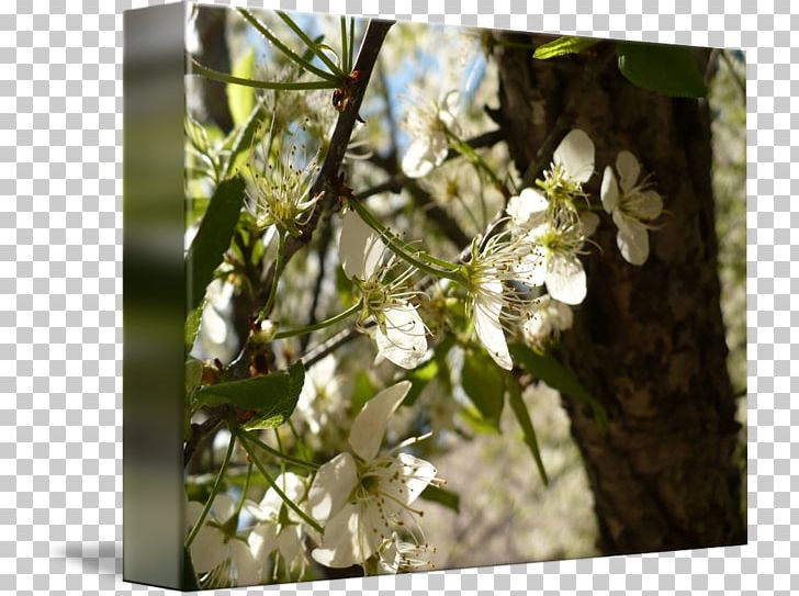 Cherry Blossom Spring ST.AU.150 MIN.V.UNC.NR AD PNG, Clipart, Blossom, Branch, Cherry, Cherry Blossom, Flora Free PNG Download