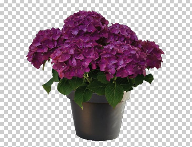 French Hydrangea Purple Plant Red Magenta PNG, Clipart, Annual Plant, Art, Cornales, Cut Flowers, Flower Free PNG Download