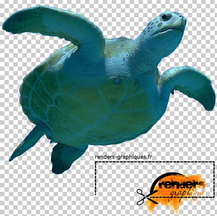 Loggerhead Sea Turtle Marine Biology PNG, Clipart, Animal, Animals, Biology, Black Rock Shooter, Fauna Free PNG Download