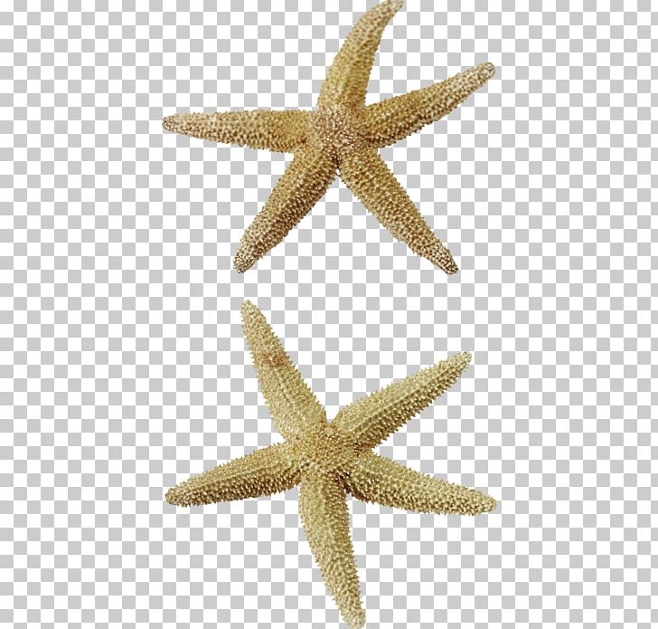 Starfish Sea PNG, Clipart, Animals, Animation, Digital Image, Echinoderm, Invertebrate Free PNG Download