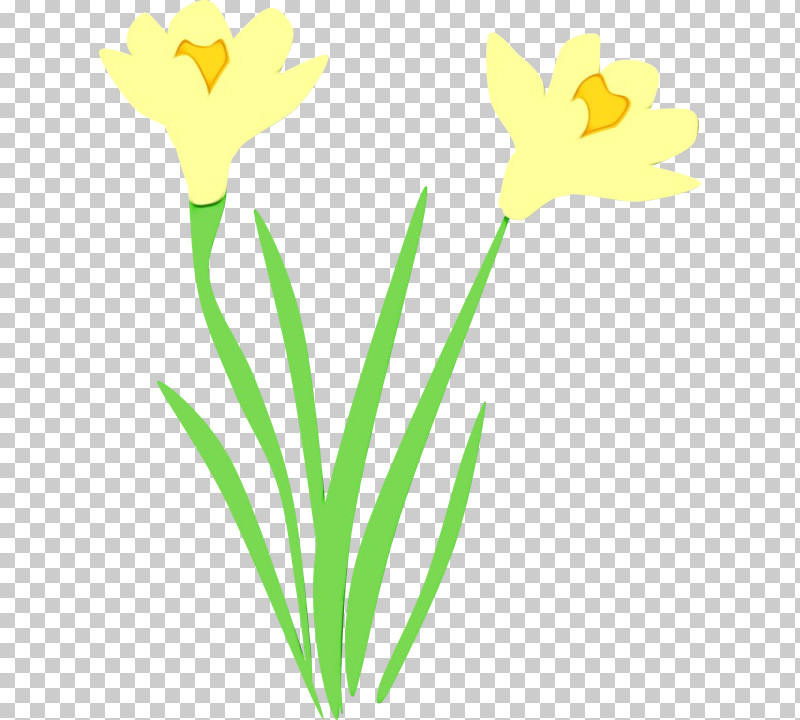 Yellow Flower Pedicel Plant Narcissus PNG, Clipart, Flower, Narcissus, Paint, Pedicel, Petal Free PNG Download