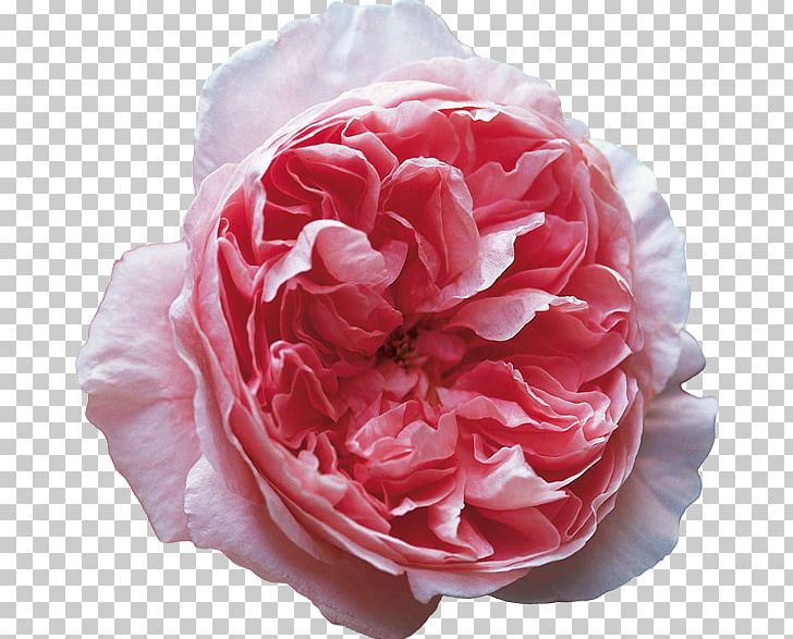 Garden Roses Rosa Chinensis Centifolia Roses Chelsea Flower Show PNG, Clipart, Artificial Flower, Camellia, Centifolia Roses, China Rose, Cut Flowers Free PNG Download