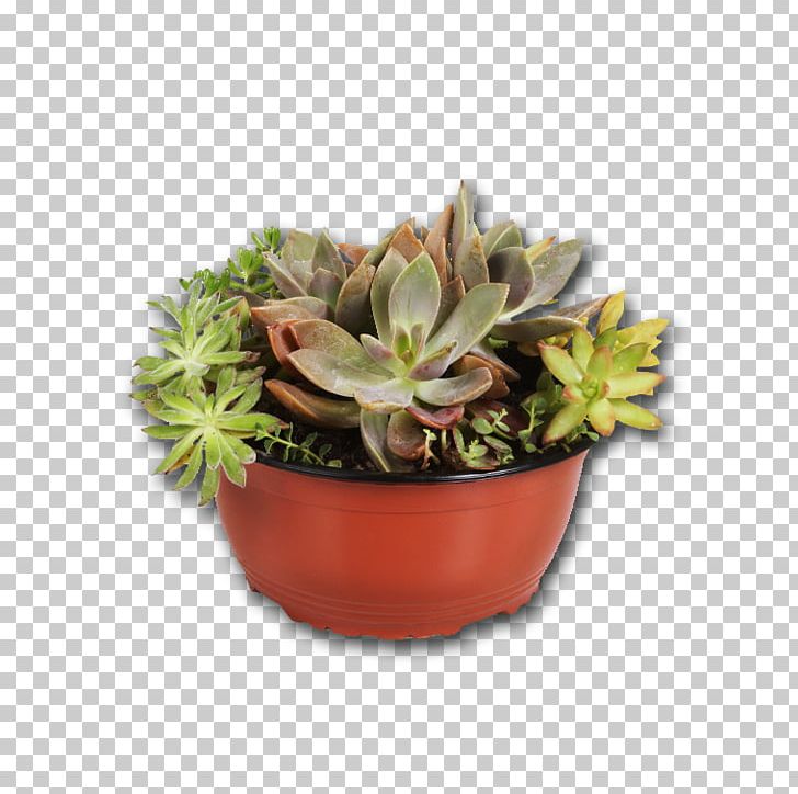 Succulent Plant Houseplant Flowerpot Leuchtenbergia PNG, Clipart, Agave, Cactaceae, Cactus, Drought Tolerance, Flower Free PNG Download