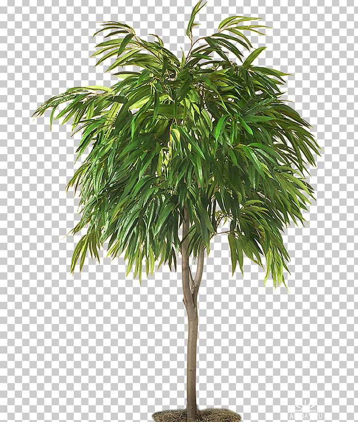 Weeping Fig Light Houseplant Tree Ficus Retusa PNG, Clipart, Arecales, Banyan, Bonsai, Borassus Flabellifer, Common Fig Free PNG Download