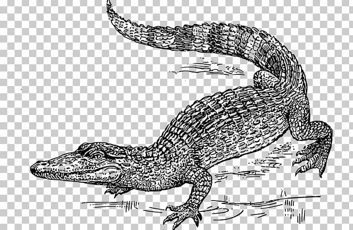 Nile Crocodile PNG, Clipart, Alligator, Alligators, American Alligator, Amphibian, Animals Free PNG Download
