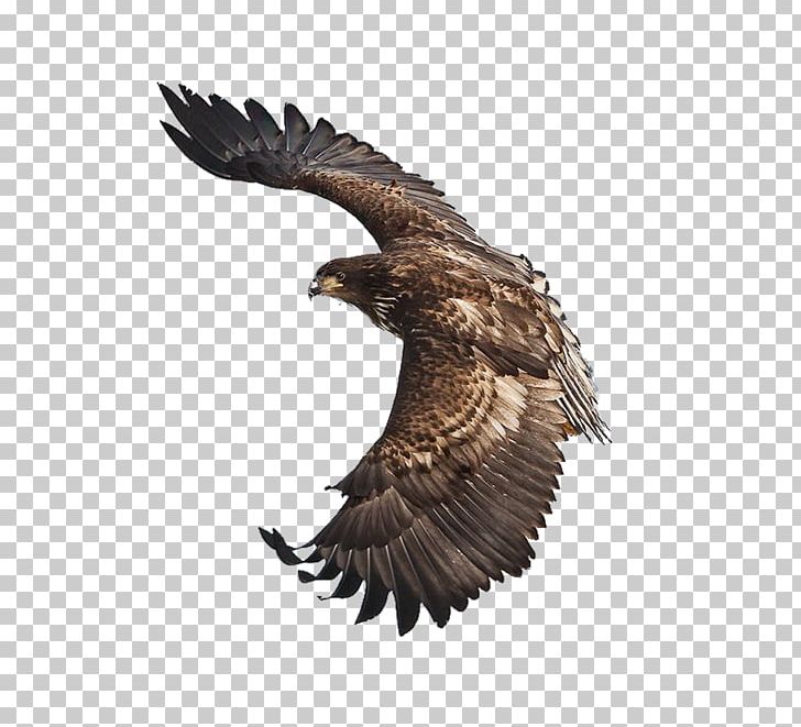 Bald Eagle Bird Stellers Sea Eagle Art PNG, Clipart, Accipitriformes, Animals, Art, Beak, Bird Of Prey Free PNG Download