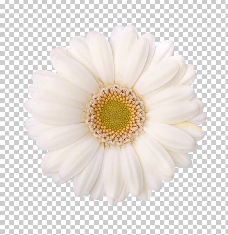 Chrysanthemum Child Care Oxeye Daisy Transvaal Daisy Pre-kindergarten PNG, Clipart, Asterales, Child Care, Chrysanthemum, Chrysanths, Cut Flowers Free PNG Download