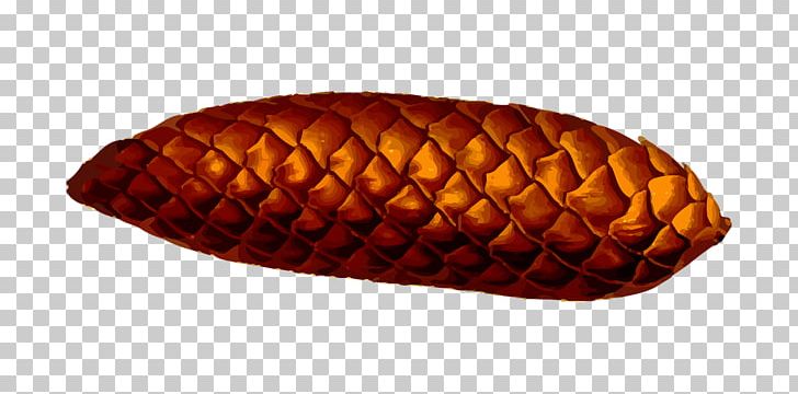 Conifer Cone Seed Plant Conifers PNG, Clipart, Commodity, Cone, Conifer Cone, Conifers, Food Drinks Free PNG Download