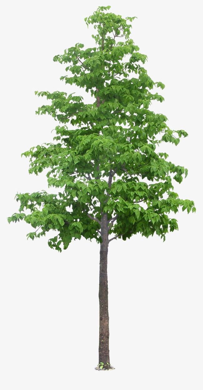 Luxuriant Trees PNG, Clipart, Big, Hd Big Picture, Layer, Luxuriant, Luxuriant Clipart Free PNG Download
