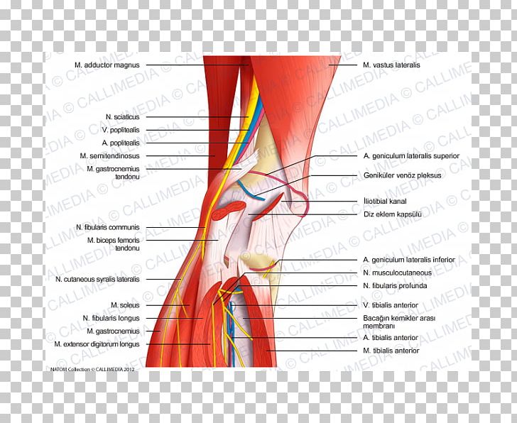 Nerve Knee Human Anatomy Human Body PNG, Clipart, Anatomy, Angle, Arm, Blood Vessel, Diagram Free PNG Download